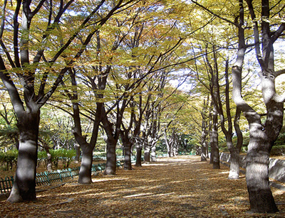 namsan_walking_path