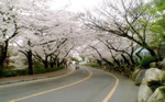 namsan_cherry_blossom_road
