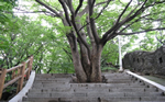namsan_stairs